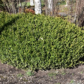 Winter Gem Boxwood #7 gallon pot - 24" spread