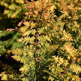 Fernspray Gold Falsecypress #3 gallon pot