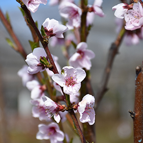 Sunglo Nectarine (dwarf) #7 gallon pot - Hollybrook Farms