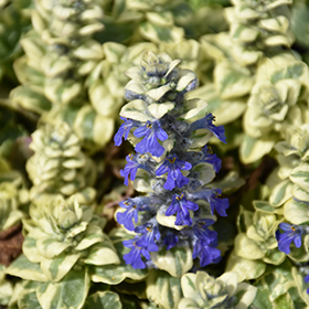 Silver Queen Bugleweed 24-cell flat