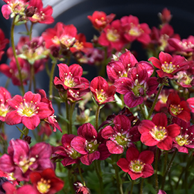 Touran Deep Red Saxifrage 4.25"/quart pot