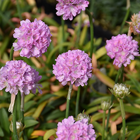 Dreameria Sweet Dreams False Sea Thrift #1 gallon pot