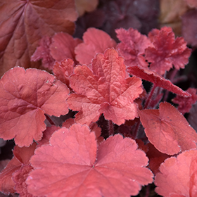 Northern Exposure Red Coral Bells #1 gallon pot