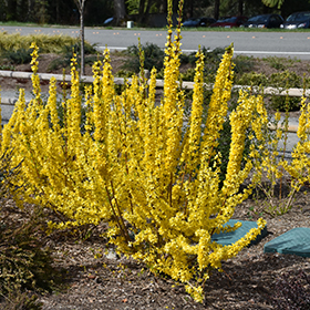 Show Off Starlet Forsythia #2 gallon pot - Proven Winners