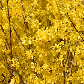 Magical Gold Forsythia #2 gallon pot