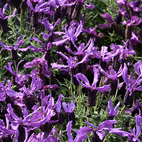 Javelin Forte Deep Purple Lavender 6" pot - Stone Cottage farm