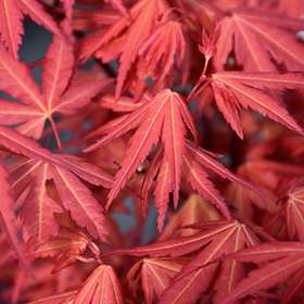 First Flame Maple #15 gallon pot