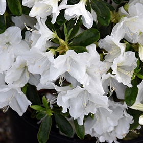 Hino White Azalea #3 gallon pot