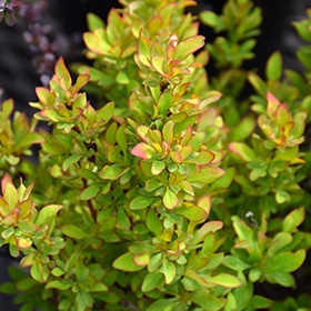 Limoncello Barberry #3 gallon pot