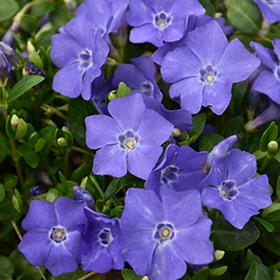 Bowles Periwinkle #1 gallon pot