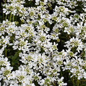 Snow Cone Candytuft #1 gallon pot
