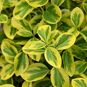 Gold Splash Wintercreeper #2 gallon pot - Proven Winners