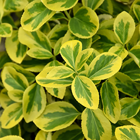 Gold Splash Wintercreeper #2 gallon pot - Proven Winners