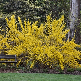 Lynwood Gold Forsythia #3 gallon pot
