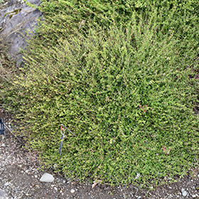 Kewensis Wintercreeper 24-cell flat