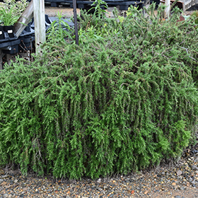 Trailing Rosemary 3.25"/pint pot - Chef Jeff