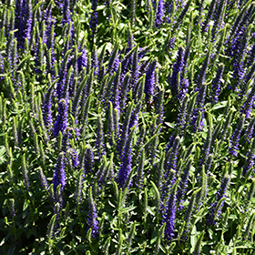 Magic Show Wizard of Ahhs Speedwell #1.5 gallon pot - Proven Winners