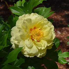 Bartzella Peony #3 gallon pot