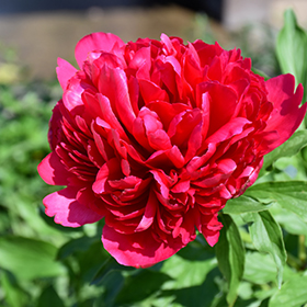 Many Happy Returns Peony #2 gallon pot