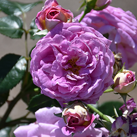 Arctic Blue Rose #3 gallon pot