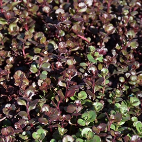 Bronze Carpet Stonecrop #1 gallon pot