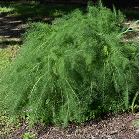 Fennel 3.25"/pint pot - Chef Jeff