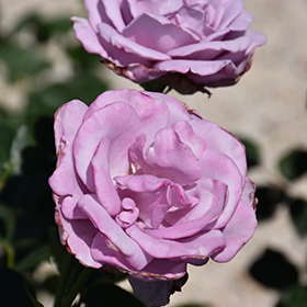Blue Girl Rose #3 gallon pot