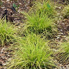 EverColor Everillo Japanese Sedge #1 gallon pot