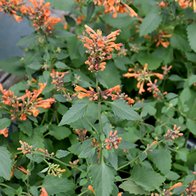 Kudos Mandarin Hyssop #1.5 gallon pot