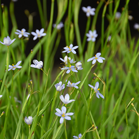 Suwannee Blue-Eyed Grass #1 gallon pot