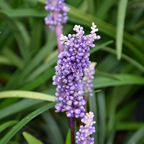 Purple Explosion Lily Turf #1 gallon pot