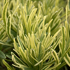 Platinum Blonde Lavender 6" pot - Stone Cottage farm