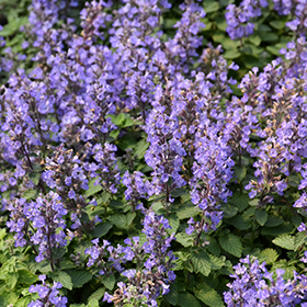 Purrsian Blue Catmint 4.25"/quart pot