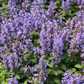 Purrsian Blue Catmint #1 gallon pot