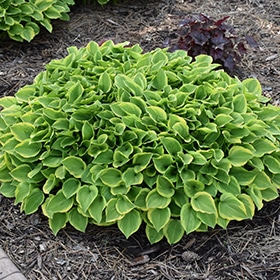Golden Tiara Hosta #1 gallon pot