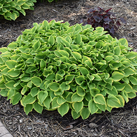 Golden Tiara Hosta #1 gallon pot