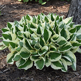 Patriot Hosta #1 gallon pot