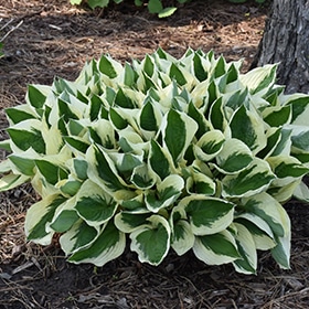Patriot Hosta #1.5 gallon pot