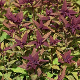 Double Play Doozie Spirea #2 gallon pot - Proven Winners