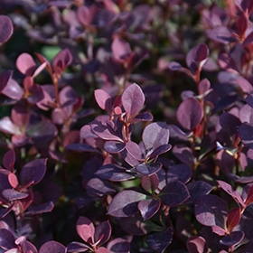 Sunjoy Todo Japanese Barberry #2 gallon pot - Proven Winners