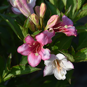 Czechmark Trilogy Weigela #1.5 gallon pot - Proven Winners