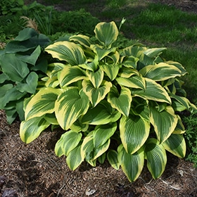 Gold-Variegated Mountain Hosta #1.5 gallon pot