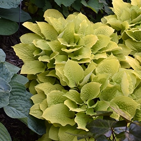 Fire Island Hosta #1.5 gallon pot