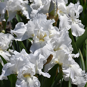 Immortality Iris #1 gallon pot