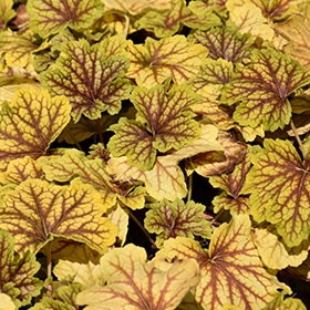 Red Lightning Coral Bells #1 gallon pot