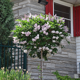 Miss Kim Lilac (tree form) #15 gallon pot