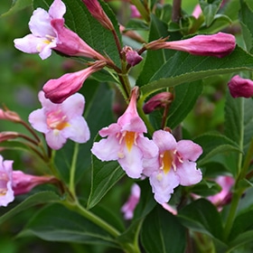 Sonic Bloom Pure Pink Reblooming Weigela #3 gallon pot - Proven Winners
