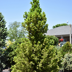 Big Berta White Spruce #6 gallon pot