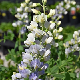 Lunar Eclipse Prairieblues False Indigo #1 gallon pot