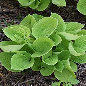 Maui Buttercups Hosta #1 gallon pot